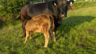 Cows have individual ‘calls’ for their calves, research finds