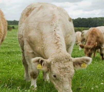 beef kill Charolais