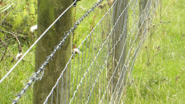 sheep fencing