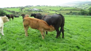 Best-practice tips for beef and sheep farmers – for May