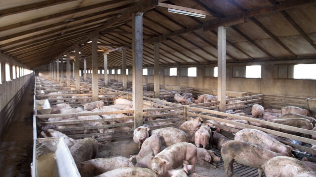 pig prices farmers pig DNA northern ireland pork