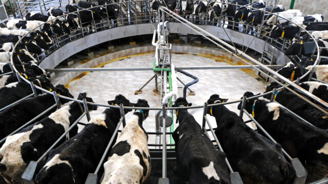 dairy farming