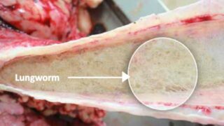 ‘Lungworm one of the most important respiratory diseases’