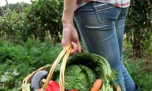 The steps involved in converting to organic farming
