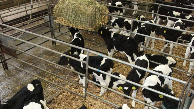 dairy calf rearing