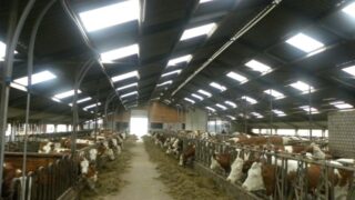 Why some European dairy farmers want supply control in times of crisis