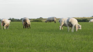 Sheep farmers reminded to return census form