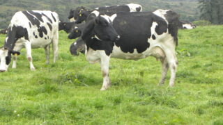 Spring rotation planner is the ‘bible’ for Dairy Holdings LTD
