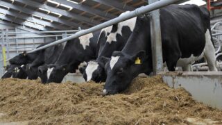 ‘50% of UK dairy farmers see no future and plan to quit production’