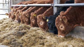 UK beef farmers warned of strong Irish competition in 2015