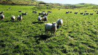 Fall in dependence on UK and France for sheepmeat exports