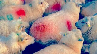 Wool prices in the balance for 2015