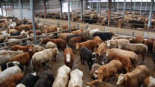Northern Ireland cattle supplies to remain tight in 2015
