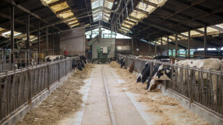 Intervention price barely covers 60% of dairy production costs, says EU farmers union