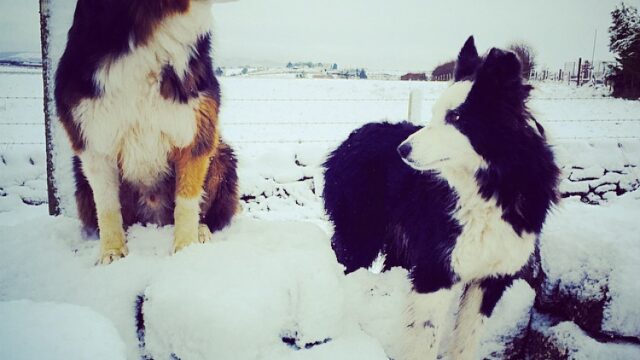 officer pet Met Eireann, Snow, Christmas