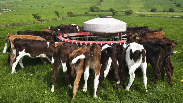 Calves, Spain, climate