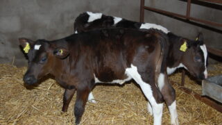 Rehydration important for scouring calves – AHI