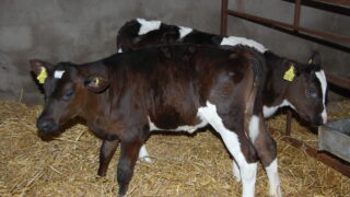 Longer shelf life for new calf scour vaccine