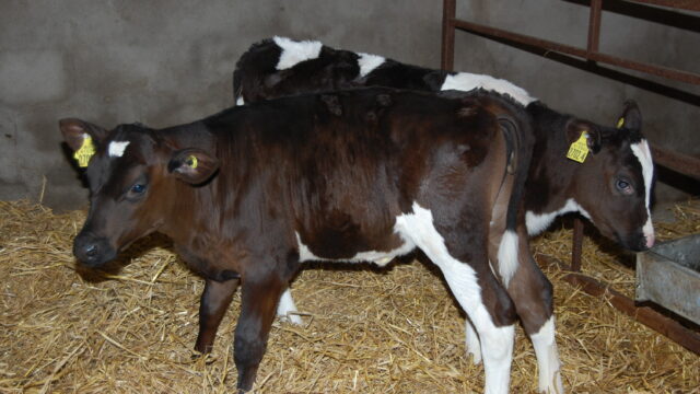 calf scour