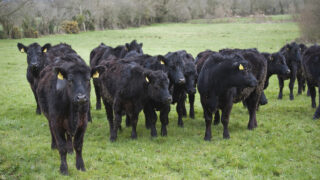 Native beef breeds on the rise in the UK