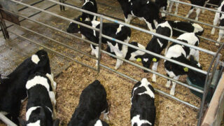 Dairy calf births running 19% ahead of 2014 – ICBF