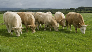 North’s dairy herd increases by 5.2% while beef herd drops by 5.6%