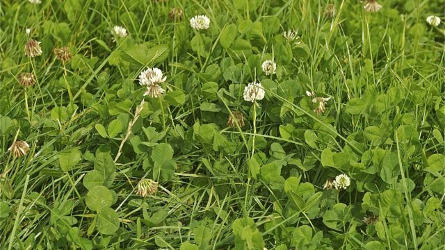 white clover