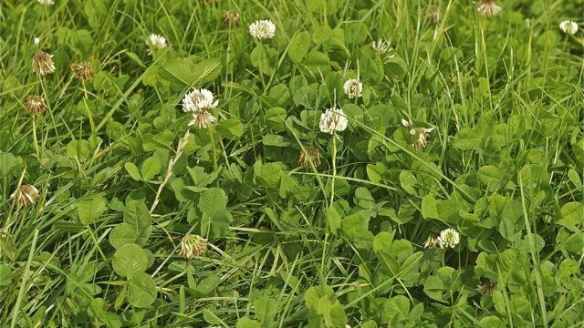 white clover