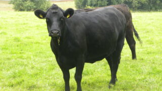Northern Ireland suckler herd falls 8% in two years