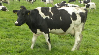 Northern dairy farmers issued advice as milk prices slump by 30% in a year