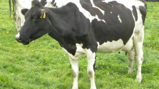 Despite volatility, global dairy demand to grow by 2% – Rabobank