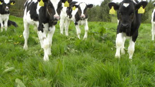 Reducing the spread of cryptosporidium in calves