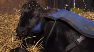 Leroy the calf saved by a dip in the hot tub