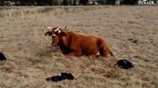 Udderly amazing! Cow gives birth to quadruplet calves