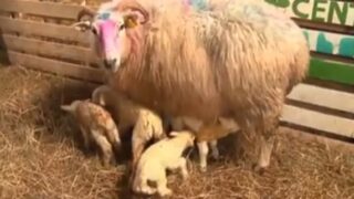 Two sets of quadruplet lambs for Kerry farmer