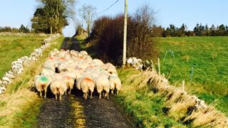 Traffic jams of a different kind as sheep completely block the road