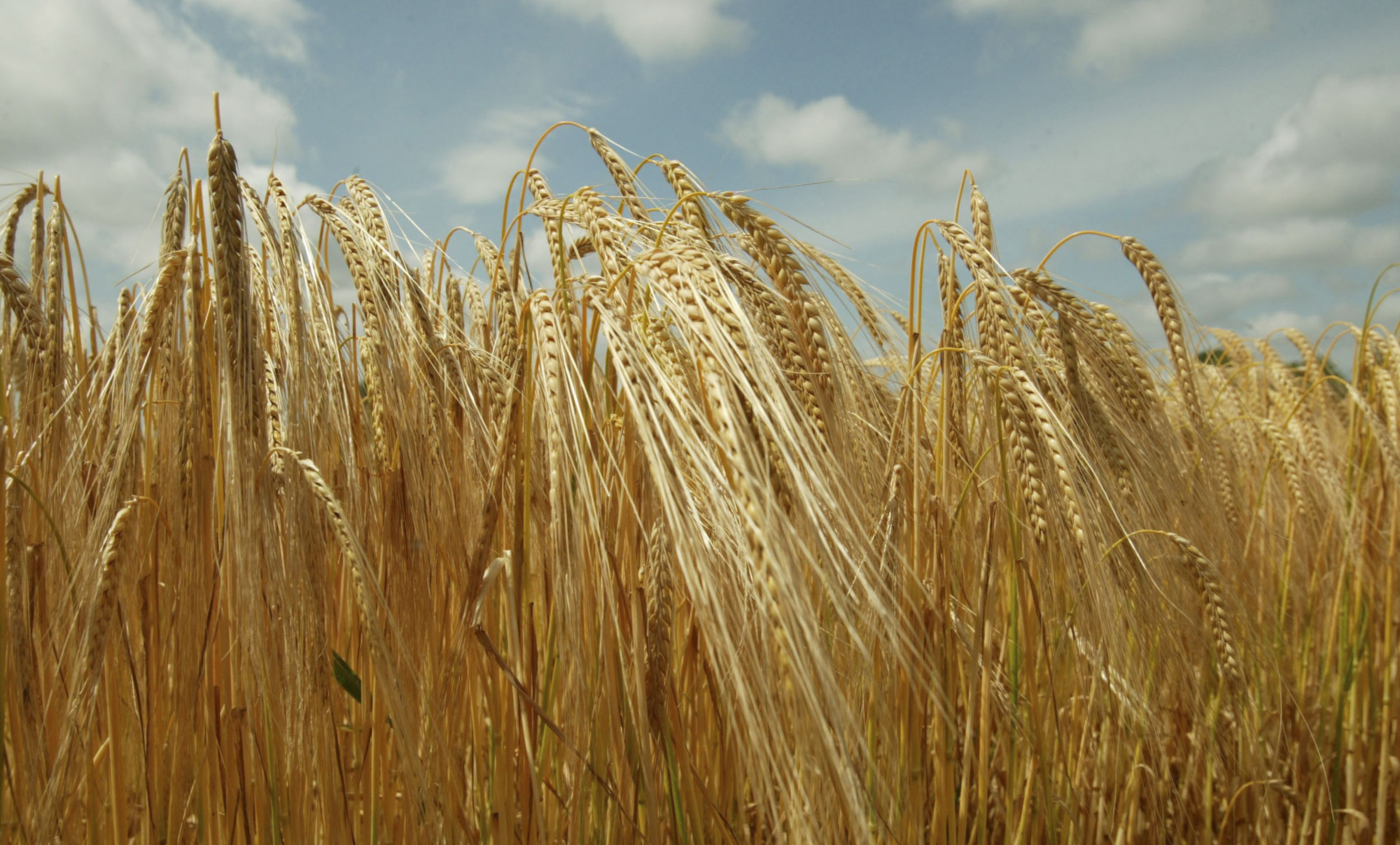 €140/t on offer for winter barley Agriland.co.uk