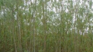 Tilting trees causes them to produce more sugars for biofuel