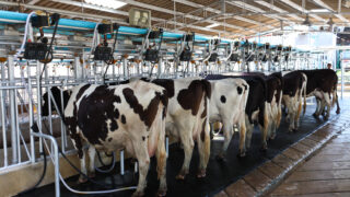 Kerry follows Glanbia and Lakelands in holding milk price