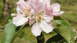 Apple growers turn to heaters to save crops from late frost