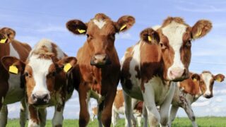 How to effectively control Johne’s Disease – AHI