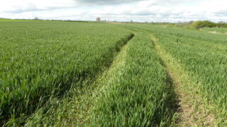 ‘Tillage farmers can look forward to a positive grain yield this year’