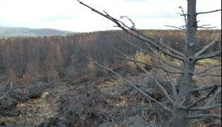 Fire service warns of heightened risk of gorse fires with current weather