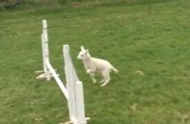 Wooly jumper – meet the lamb that thinks it’s a horse