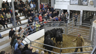 Fears of future beef market collapse due to dairy calf boom
