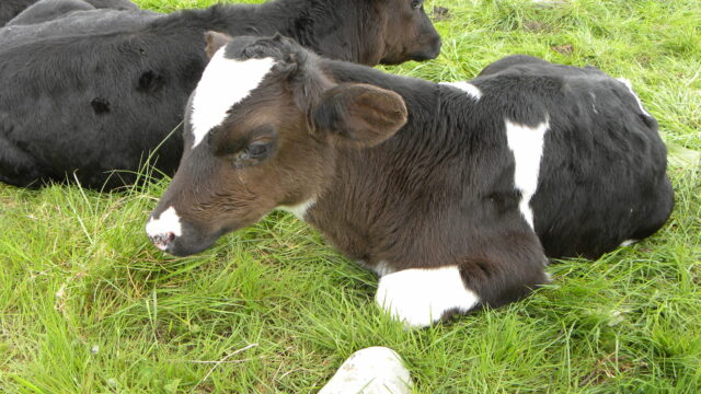 Friesian calves milk