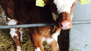 Six steps to prevent animal exposure to BVD during the breeding season