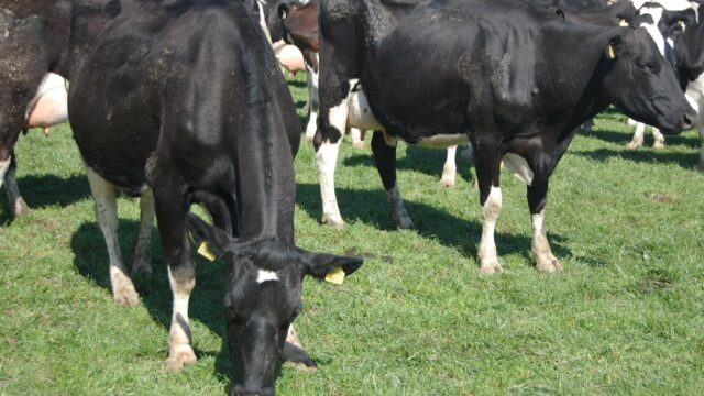 dairy