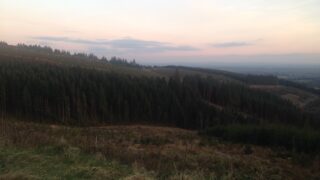 How to re-establish a forest after a clearfell