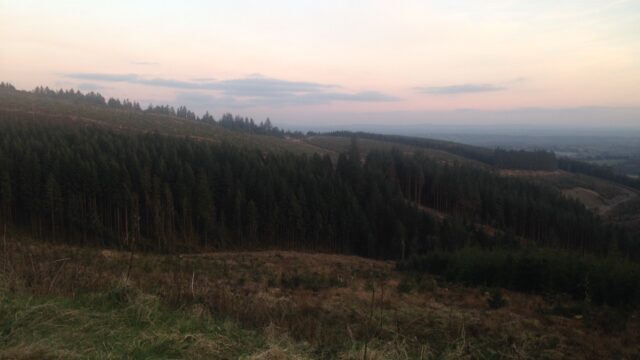 forest